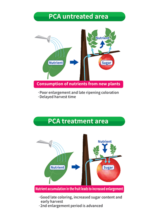 PCA
